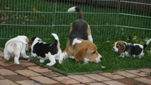 Beaglewelpen spielen in Barsinghausen